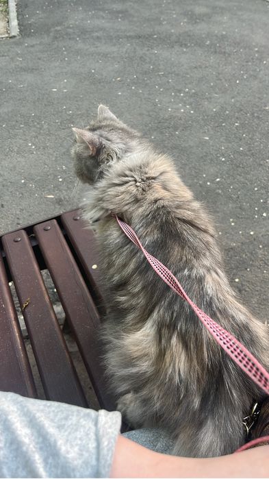 Отдаю кошечку в добрые руки