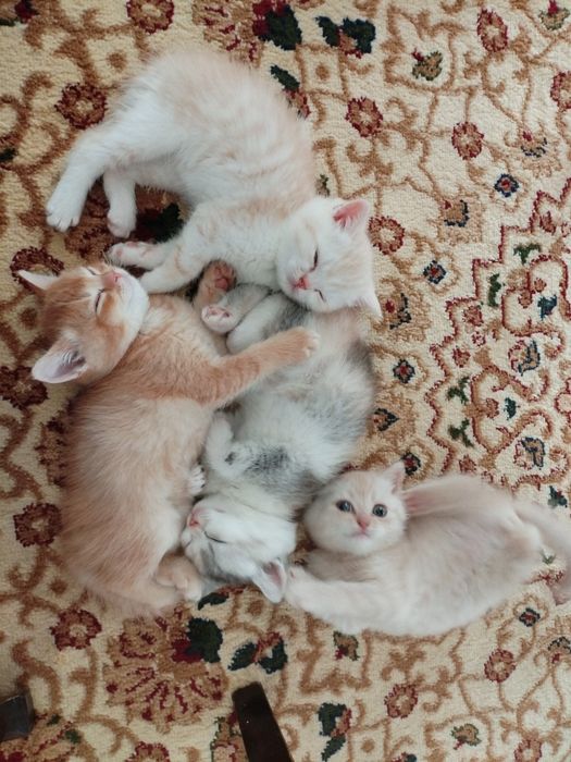 Срочно продаются котята