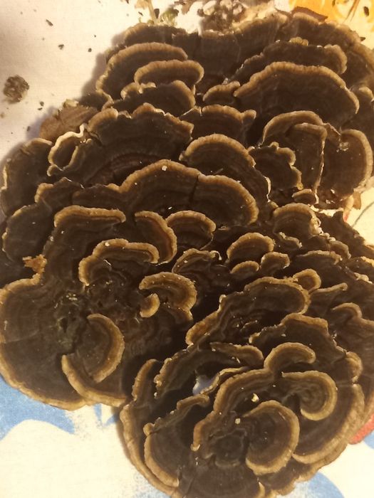 Ciuperci medicinale coada curcanului