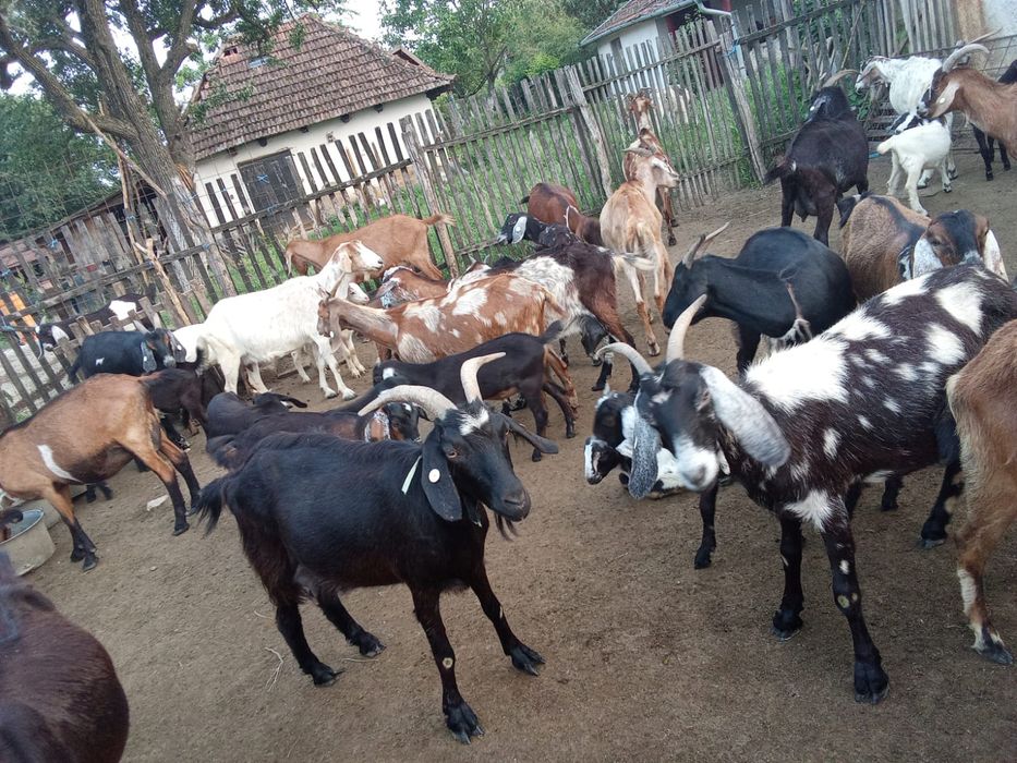 Vând 12 capre anglo nubiene