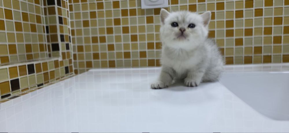 Шиншилла сильвер