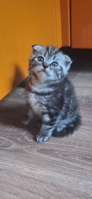 Котята шотландской породы