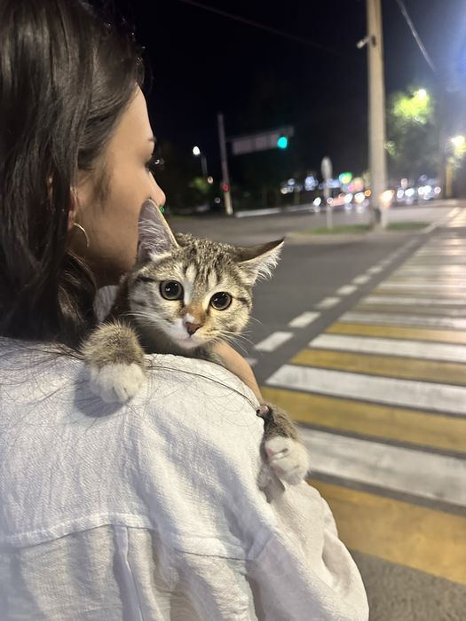 Отдам котеночка в добрые руки