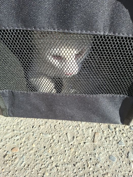 Продам переноску