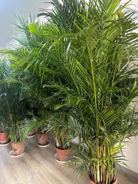 Бамбук для привлечения  достатка