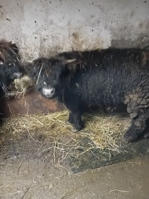 Vând doi viței highland