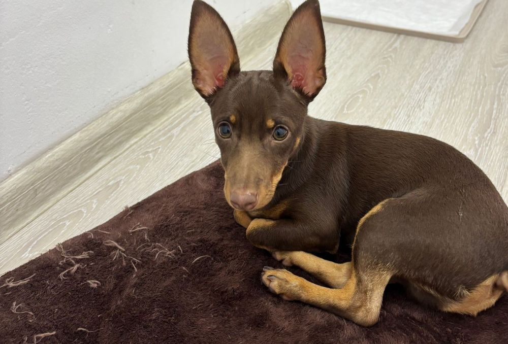 Тойтерьер мини смесь