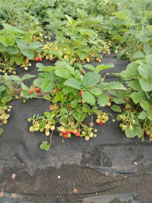 Продам рассаду ремонтантной клубники