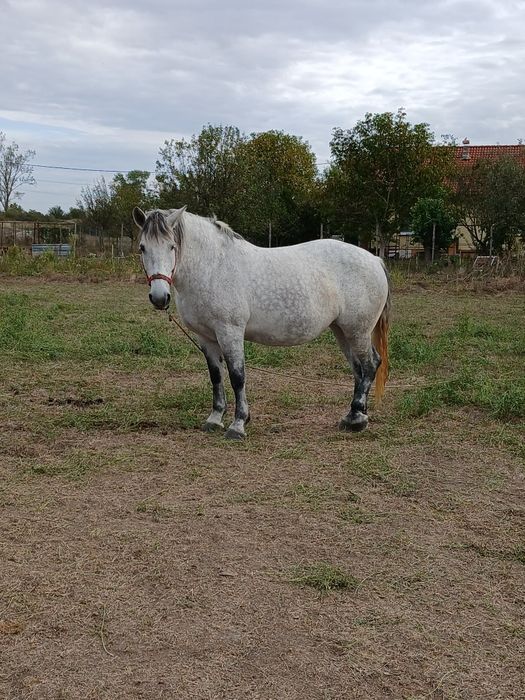 Vând mânzâ sura de trei ani jumate