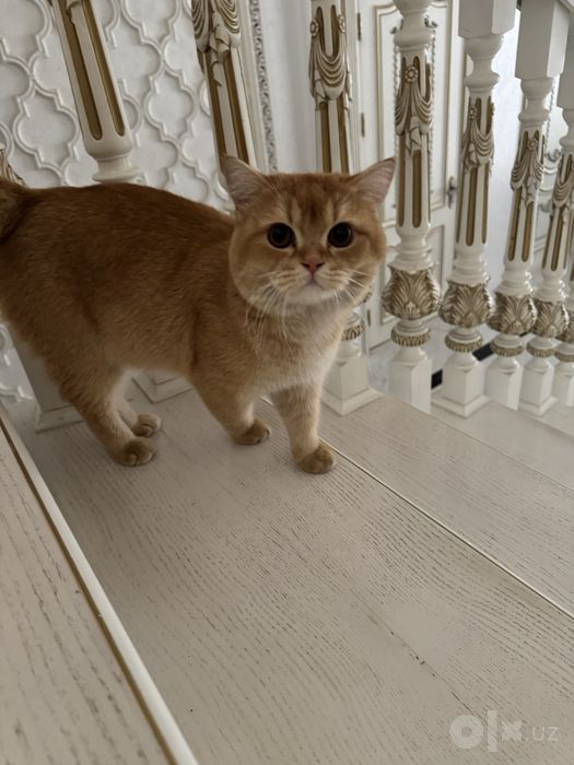 Кошка британский