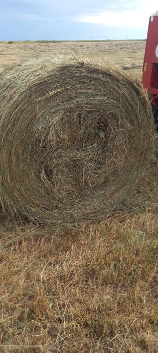 Продам луговое сено в рулонах.