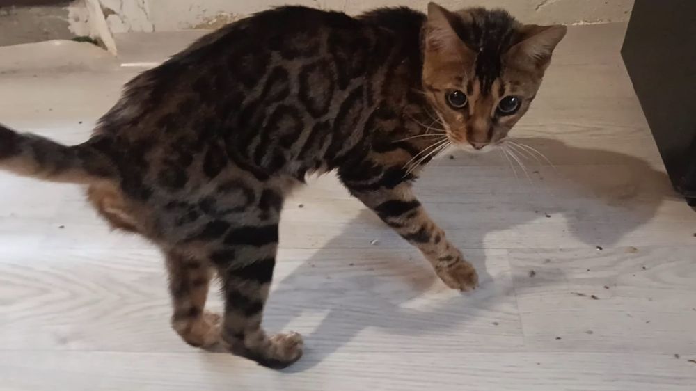 Полубенгалские котята