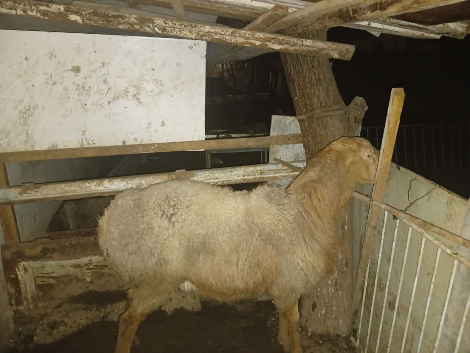 Srochna Qochqor zotdor arashan sotiladi