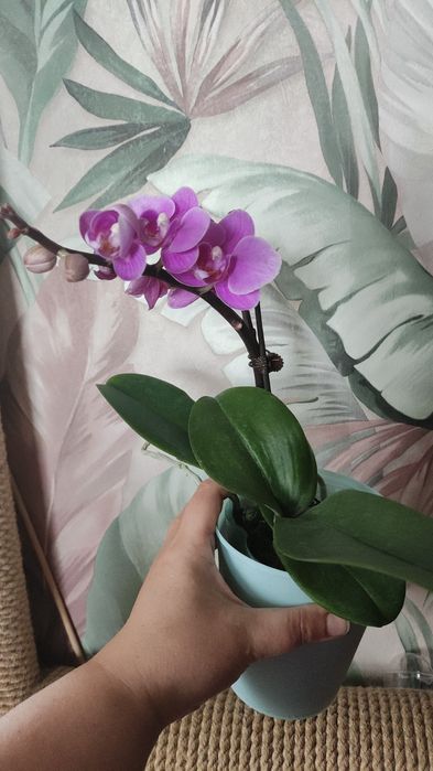 Орхидеи в подарок