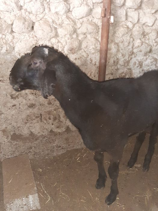 Кочкорлар бор Арзон