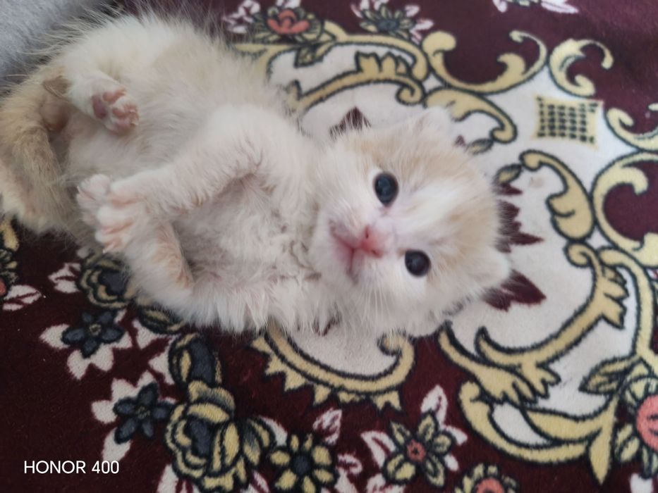 Кошка девочка 1.5 месяца кошка