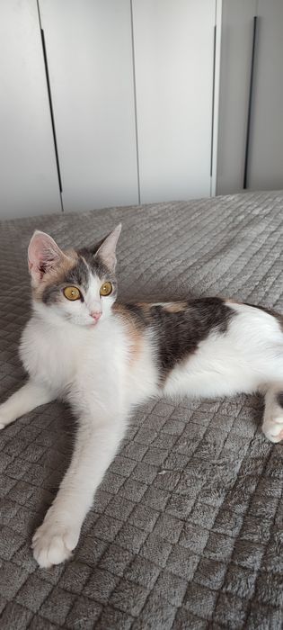 Кошечка ищет дом. Котёнок