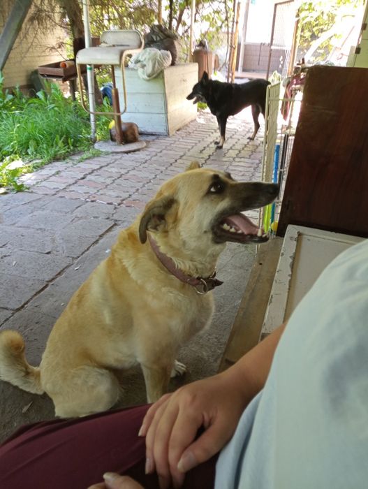 Пропала Собака Снежок