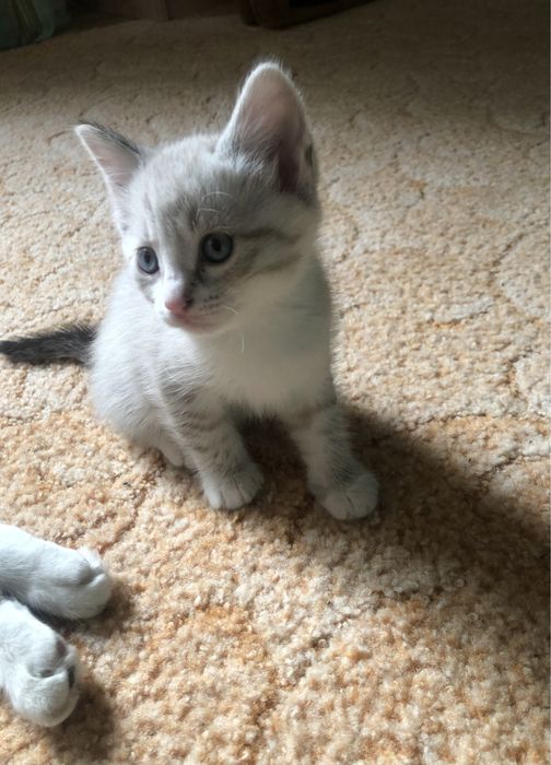 Котята породистые
