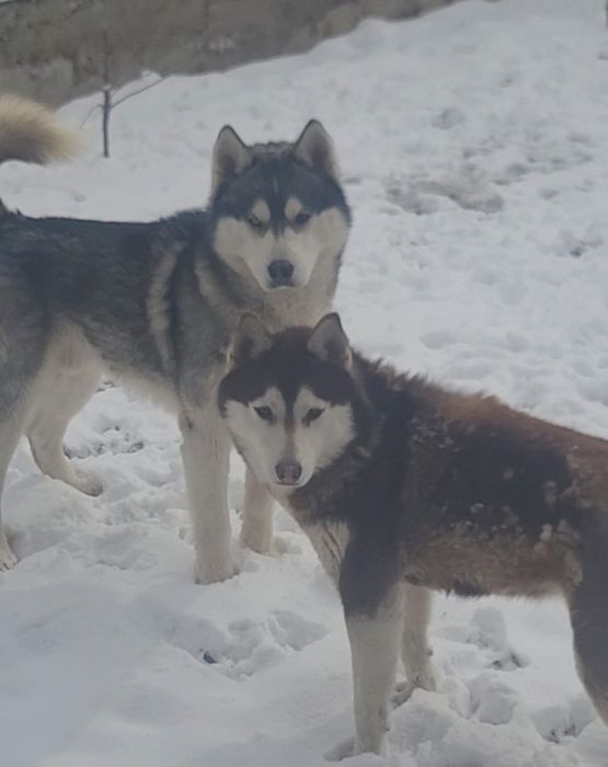 Скоро в продаже родившися 14 февраля хаски