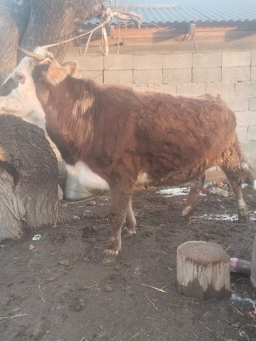 Сиыр сатылады байланған