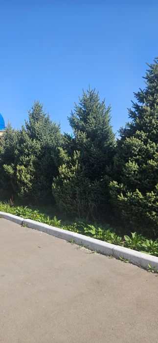 Елка, елки, ель, шырша