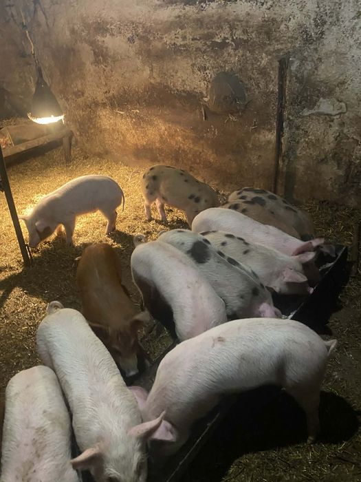Продавам малки прасенца
