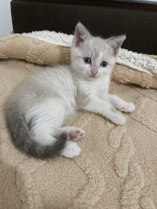 Красивые домашние кошечки