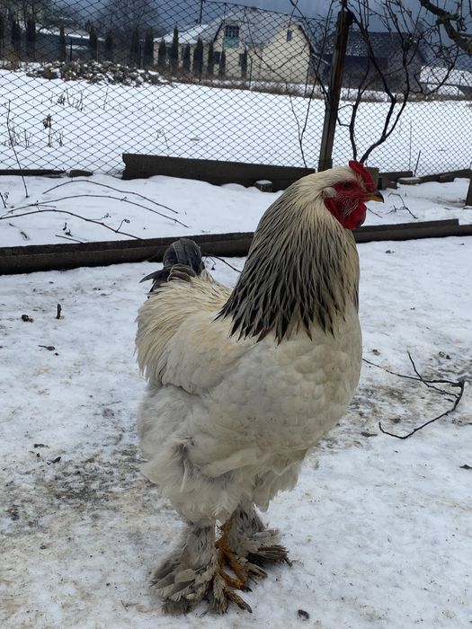 Vand cocosi brahma si de curte