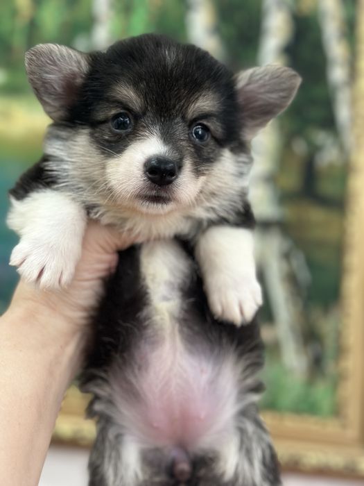 Супер детки вельш корги