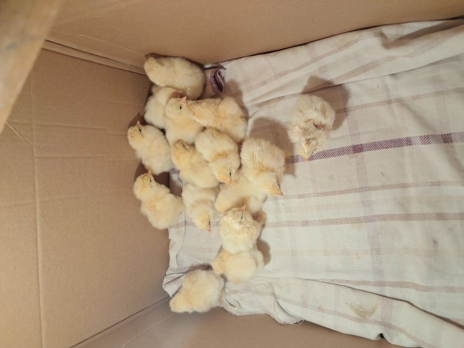 Puișori de găină brahma !