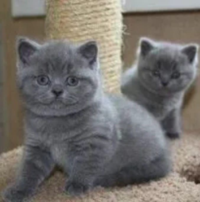 Британские котята