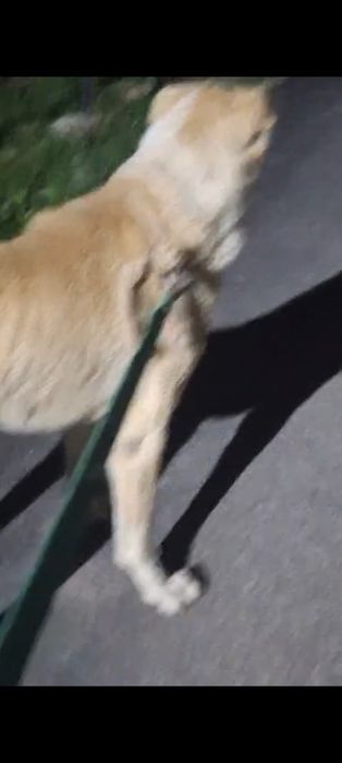 Продается собака