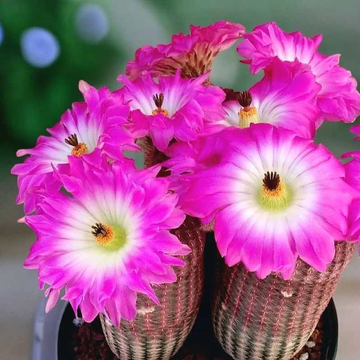 Cactus Curcubeu foarte rar in culori de verde,rosu,alb si galben