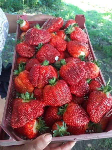 Предлагам страхотен расад ягоди и малини