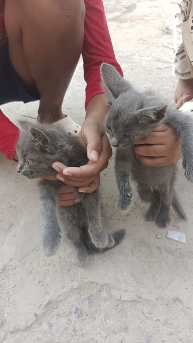 Бесплатно. Котята в добрые руки