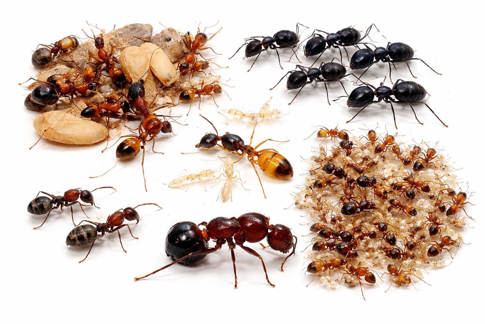 Муравьи - Разные