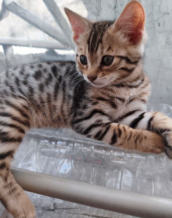 Бенгальские котята