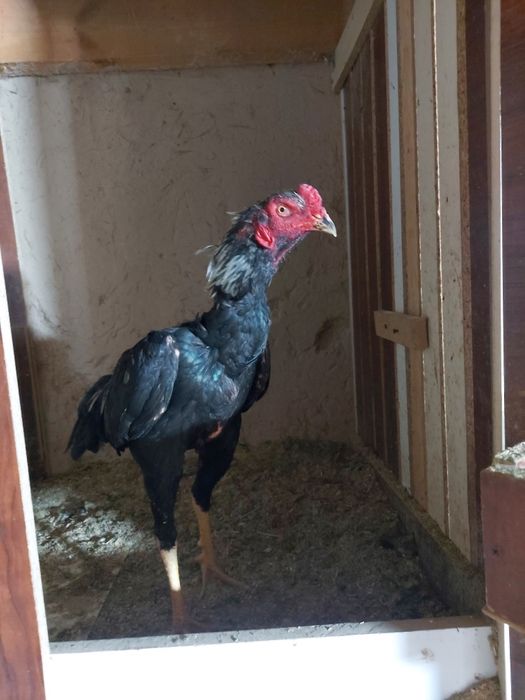 Avgustni oxirida chiqan xuruzcha