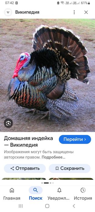 Продам больших индюков