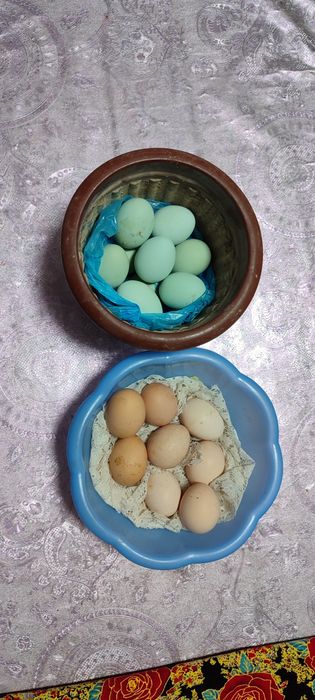 Зотдор тухумлар.