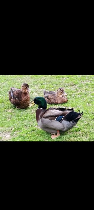 Vând Rațe Rouen Mature !!!