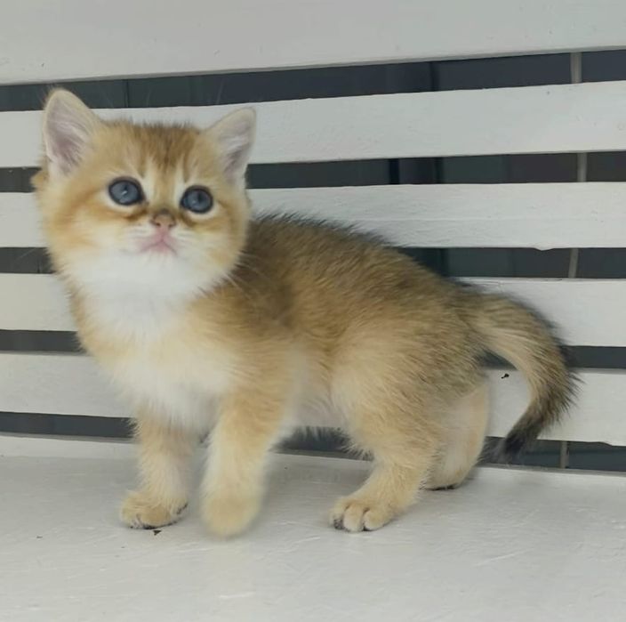 Британские котята