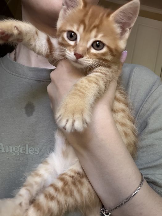 Отдам котенка,девочка
