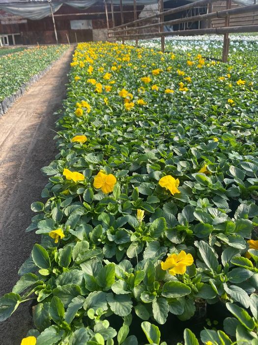 Mavsumiy gullar viola