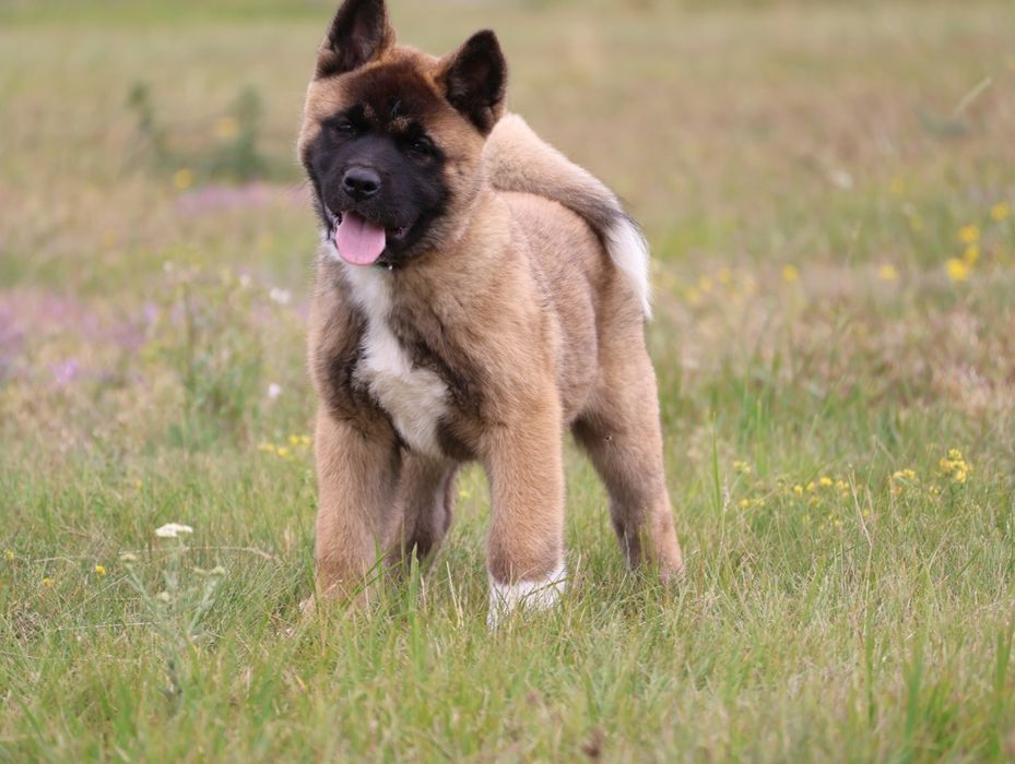 Femela akita american