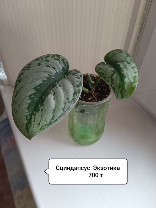 Продаю цветы разные
