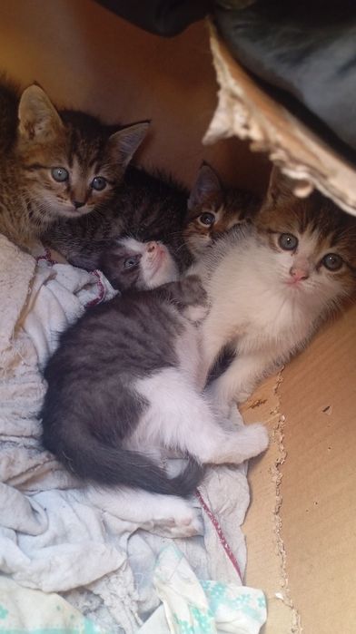 отдам котят даром