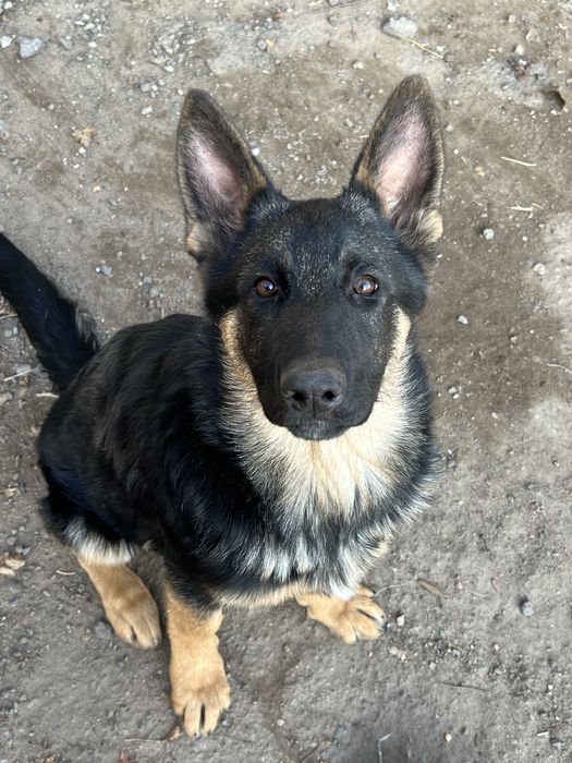 Продам овчарку суку 7 месяцев