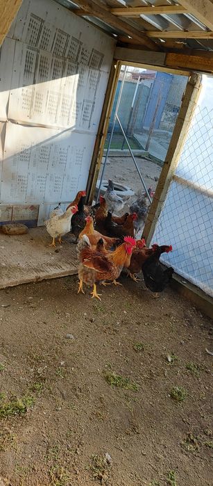 Старозагорска кръстоска